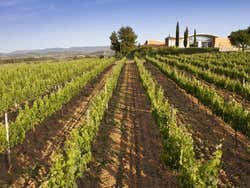 Jean Leon winery