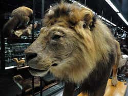 Museu Blau, Natural Science Museum in Barcelona