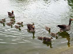 Parc de la Ciutadella, ducks