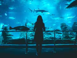 Admiring marine life