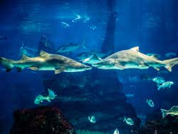 Sharks in the aquarium