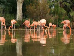 Barcelona Zoo, flamingos
