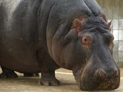 Barcelona Zoo, hippopotamus