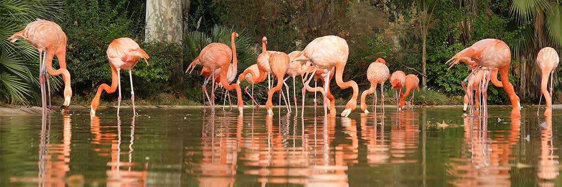 Barcelona Zoo